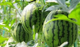 52吃瓜爆料免费吃瓜视频 吃瓜网,免费吃瓜视频，揭秘娱乐圈幕后真相