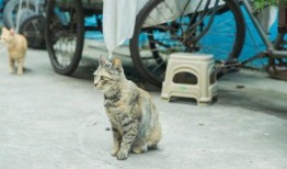 瓜瓜吃瓜ppt 朝阳天空成惊艳,瓜瓜吃瓜，天空惊艳瞬间